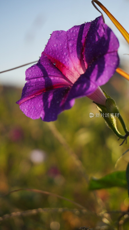 牵牛花特写全景合集