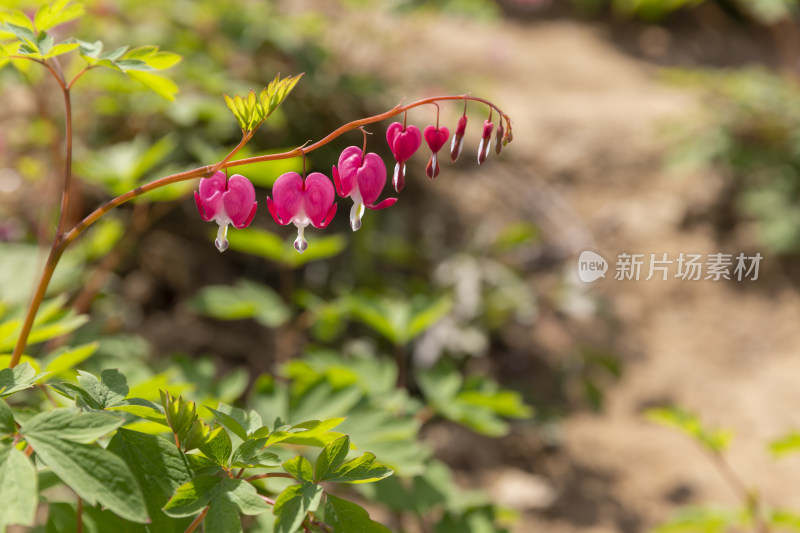 花卉鲜花荷包牡丹话