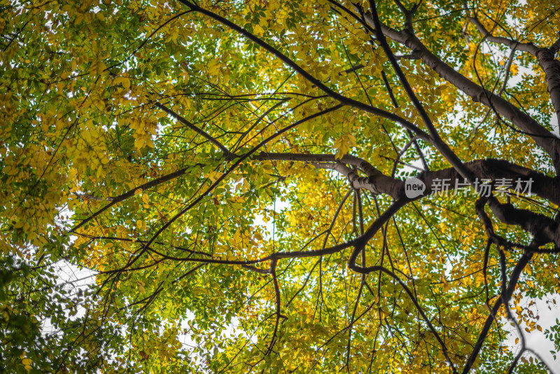 秋天树木的低角度视图