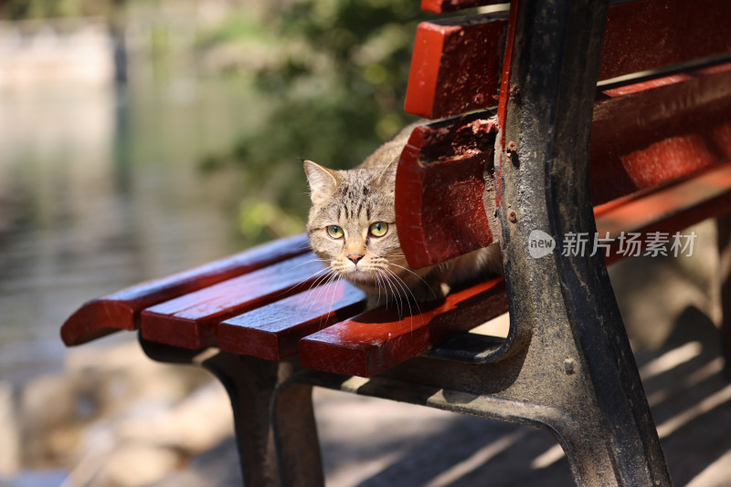 杭州西湖花港观鱼的流浪猫狸花猫