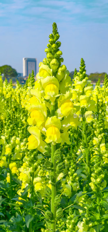 佛山市顺峰山公园盛开的金鱼草花海