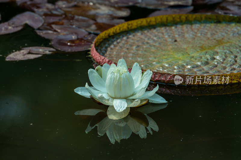 池塘里的王莲