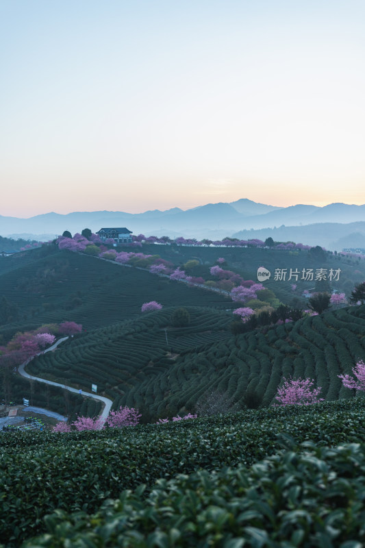 龙岩永福台品樱花茶园