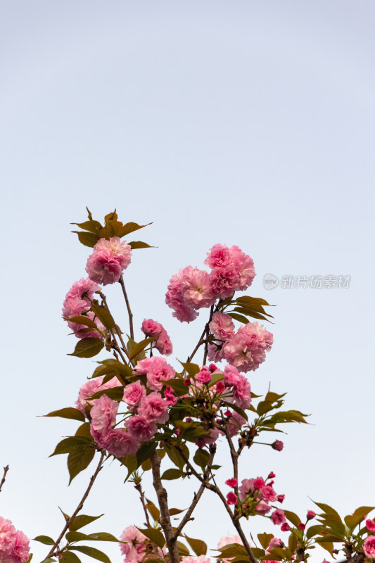 杭州钱塘江樱花大道花朵娇艳