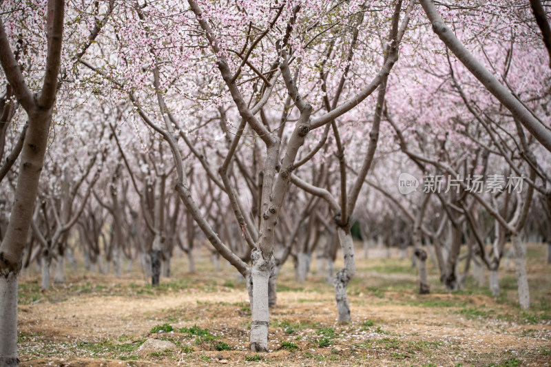 桃树桃花桃树林