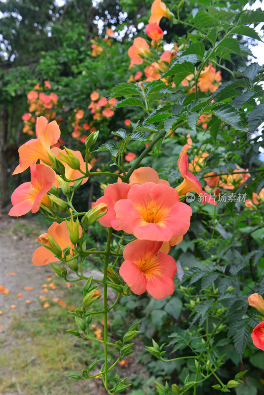 凌霄花花朵花卉盛开绽放