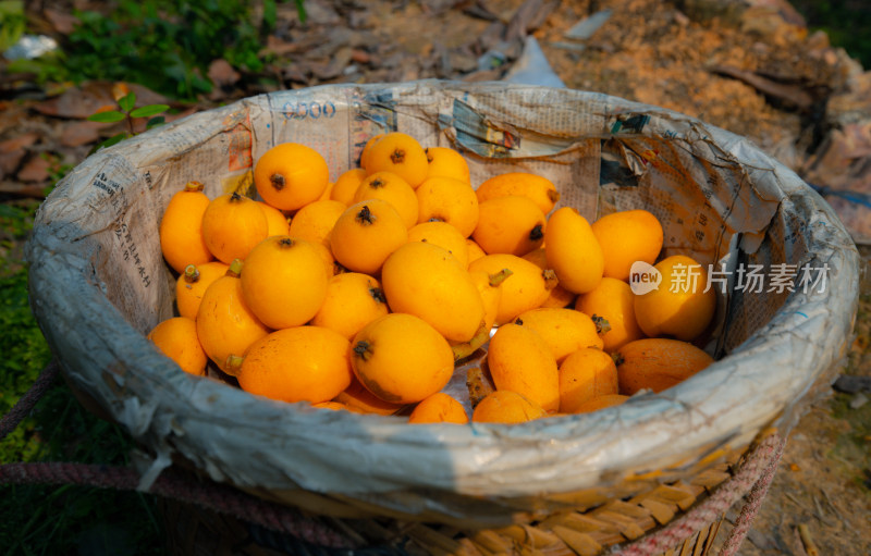 漳州云霄枇杷