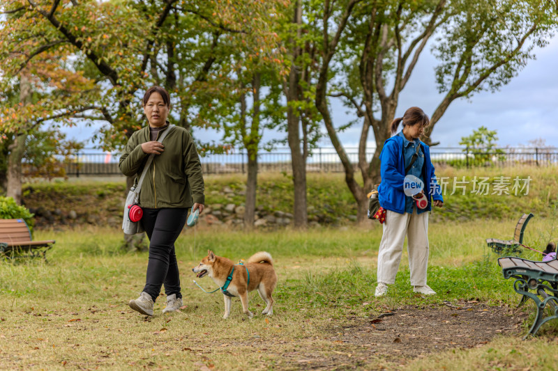 大阪城公园里遛柴犬的两位女士