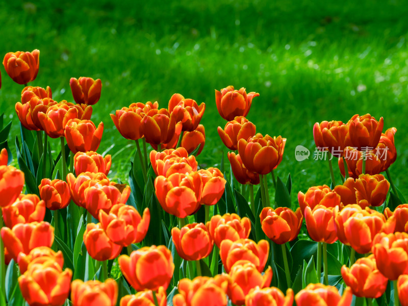 武汉东湖樱园的郁金香花海