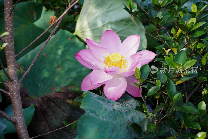 绿叶衬托下的盛开荷花与含苞待放的花骨朵