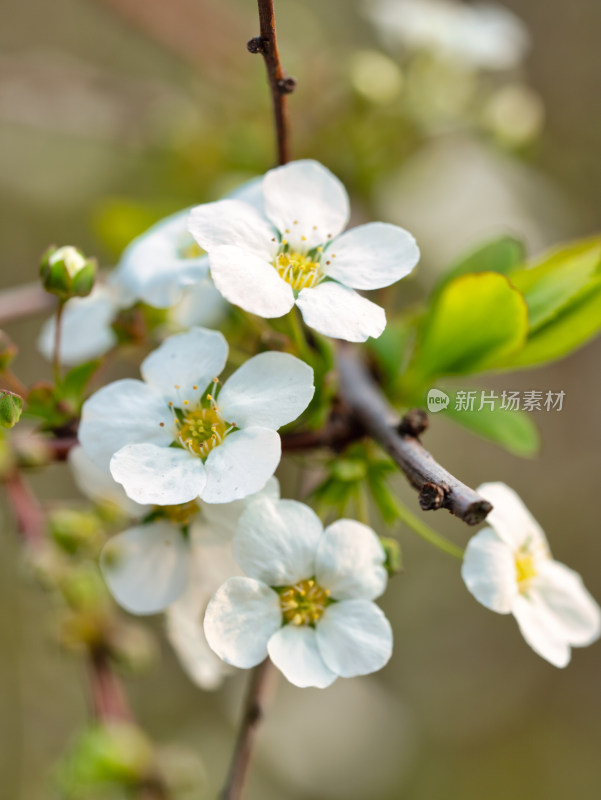 春天的绣线菊小白花特写