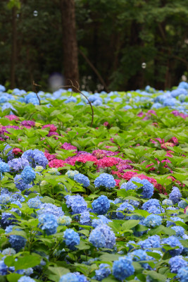 夏天的绣球花花海