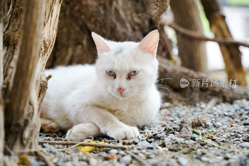 白色的猫躺在街道边休息