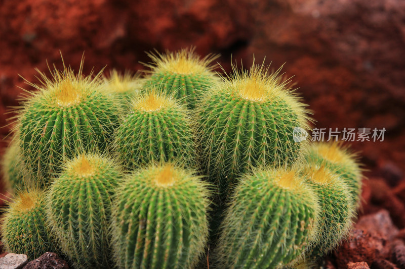 热带植物仙人球特写