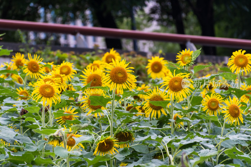 福州花海公园向日葵花田