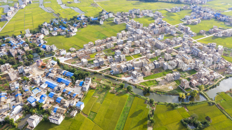 稻谷飘香的田野