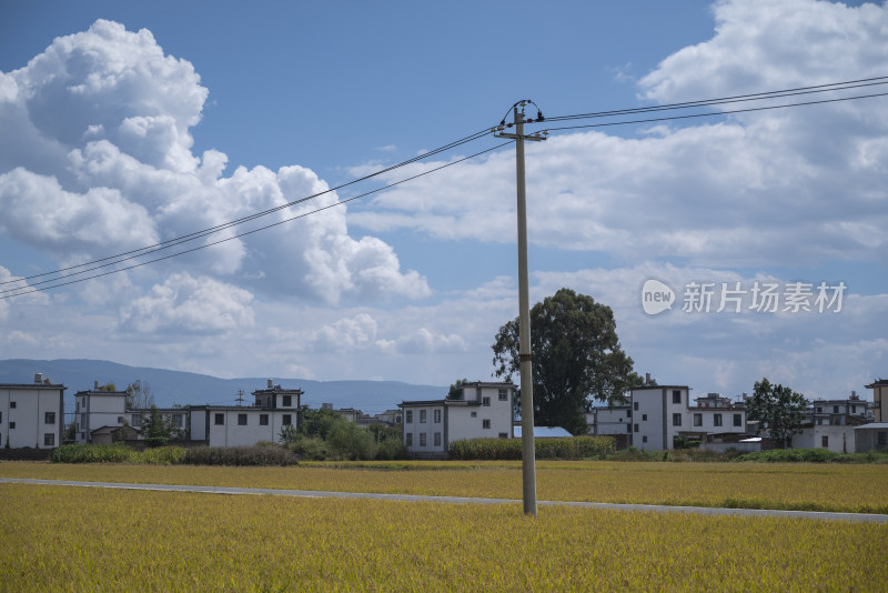 大理水稻风景