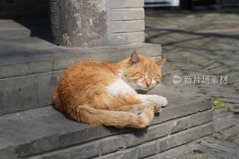 台阶上一只正在熟睡的橘白相间的猫咪