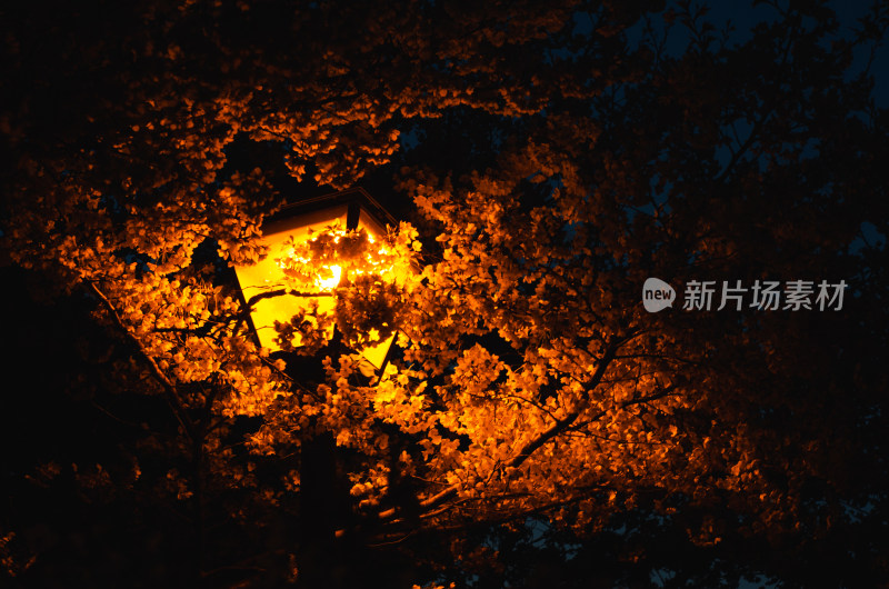 青岛中山公园，夜色中的樱花盛开