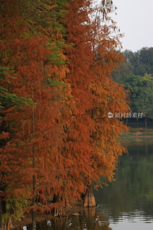 水边色彩斑斓的红杉树秋景