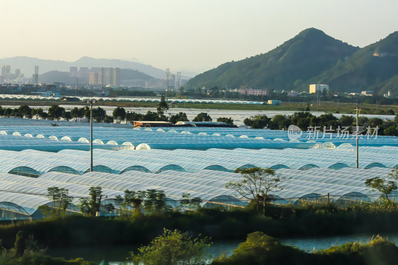 郊外农业种植大棚全景