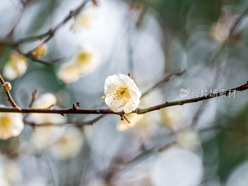 枝头盛开的白色梅花特写