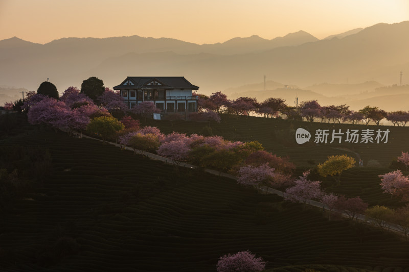 龙岩永福台品樱花茶园