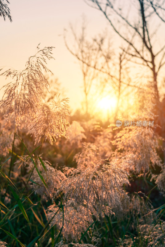 秋天夕阳下温榆河公园的芦苇