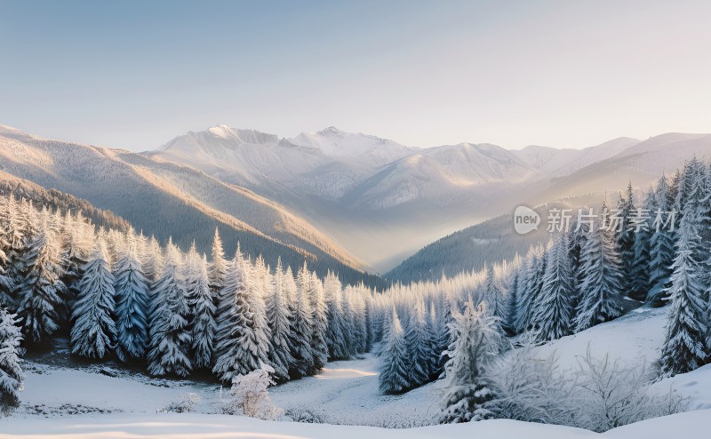 冬季森林白雪覆盖风景