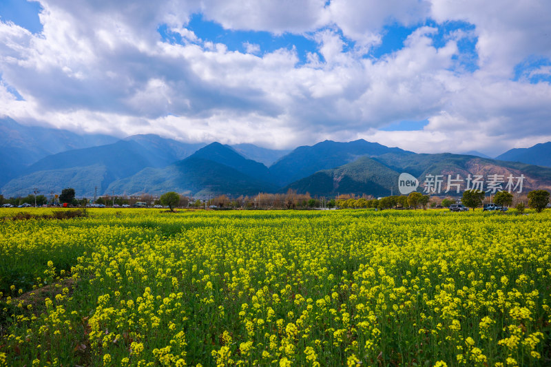 油菜花田与山