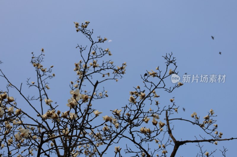 蓝天背景下盛开的玉兰花