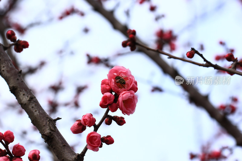 立春时节含苞怒放的红梅