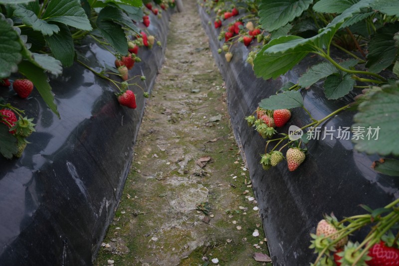 大棚里成熟的红色草莓特写