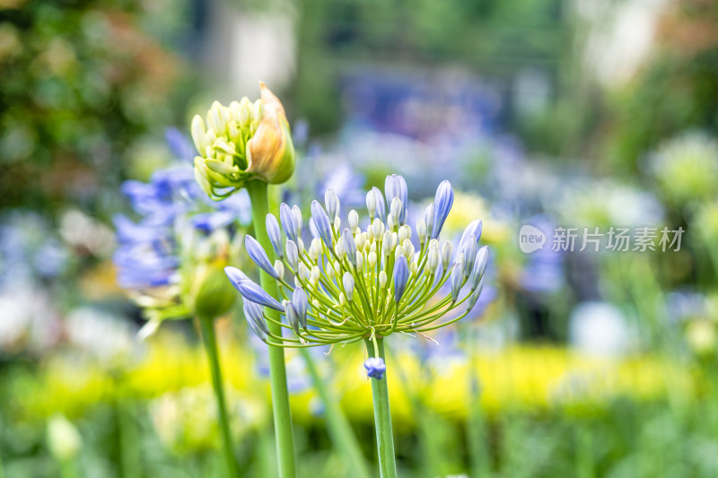 植物百子莲开花特写