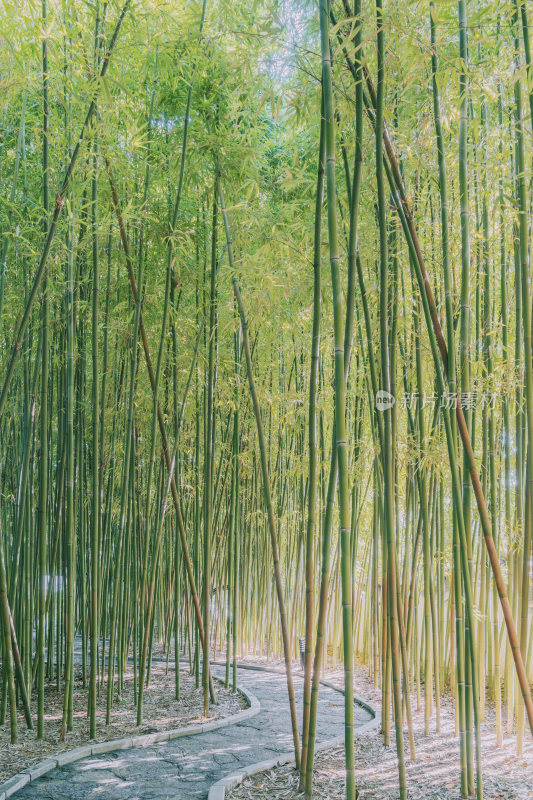 柳州柳侯公园-阳光照进小径旁的茂密竹林