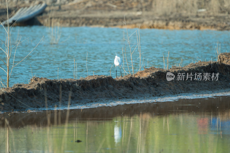 水边漫步的白鹭