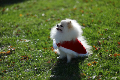 坐在草地上穿红色衣服的白色博美犬