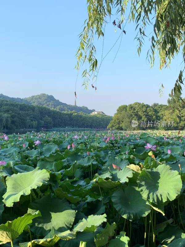 接天莲叶无穷碧