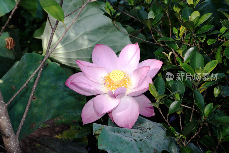 绿叶衬托下的盛开荷花与含苞待放的花骨朵