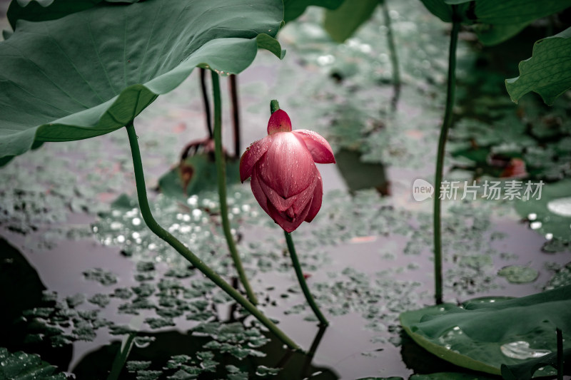 雨后荷花