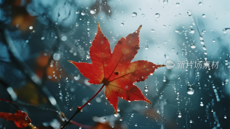 秋季雨中枫叶的唯美意境背景图