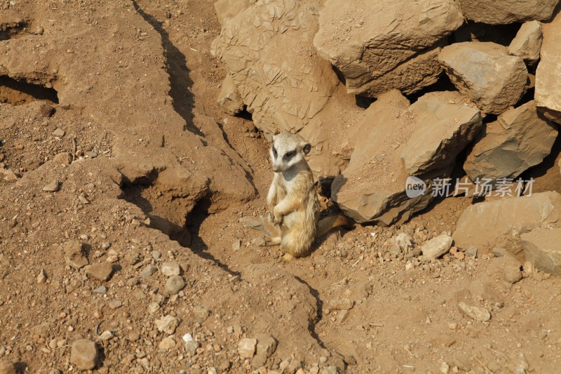 非洲狐獴