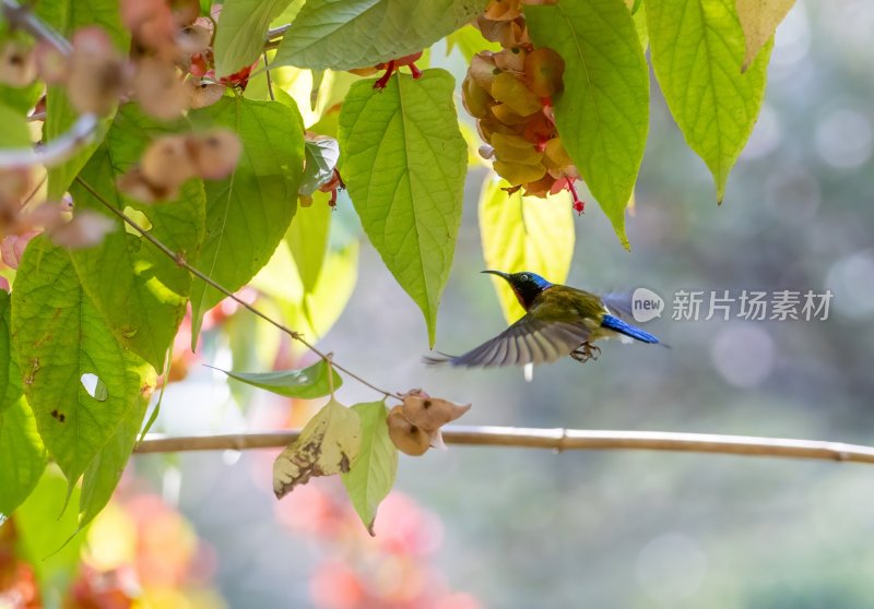 绿叶间飞翔的叉尾太阳鸟