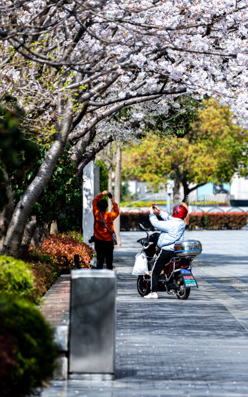 上海樱花季春天景观