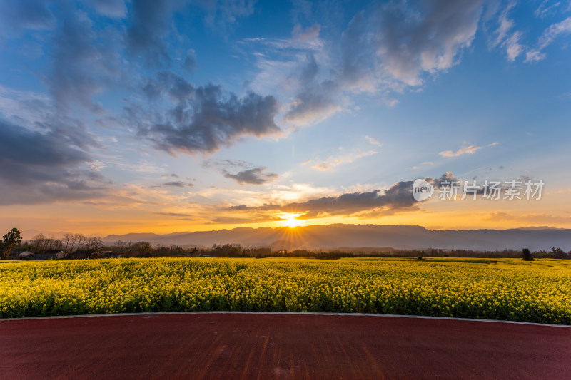 日落时分的油菜花田全景