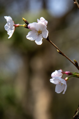 春天枝头含苞待放的染井吉野樱白色樱花特写