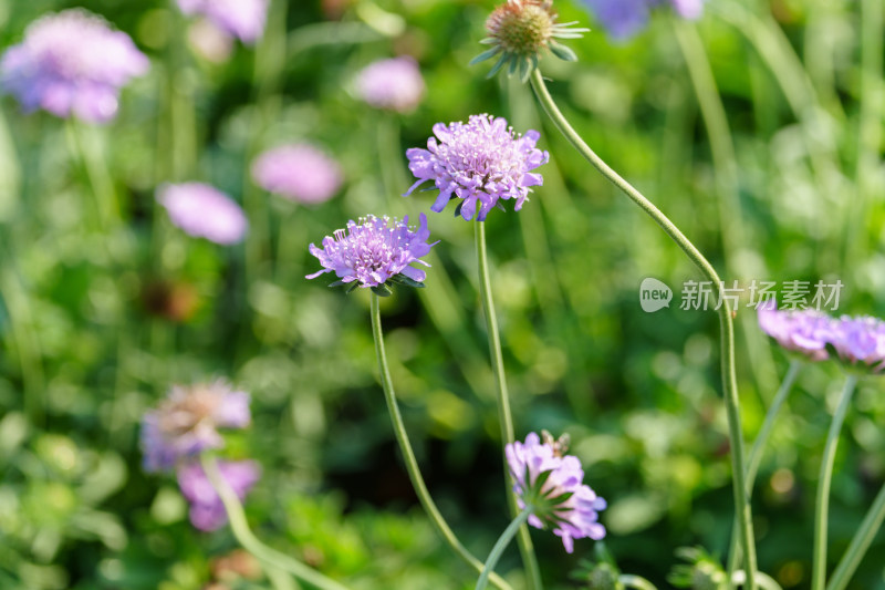 紫色开花植物蓝盆花