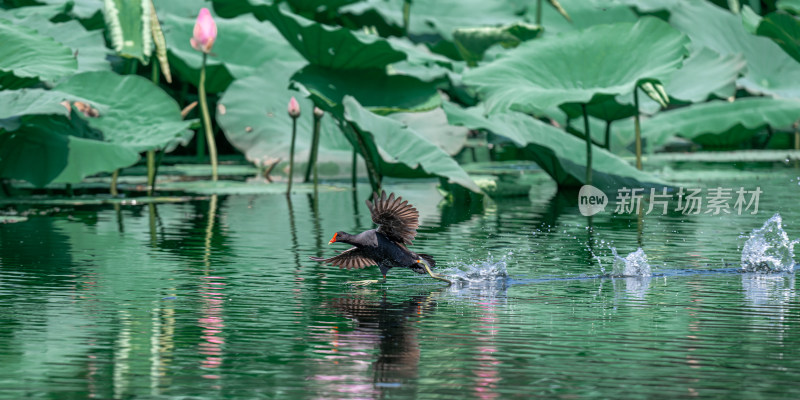 黑水鸡（Gallinula chloropus）