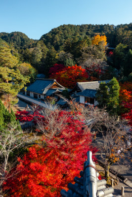 庭院 日式庭院 寺庙 俯瞰 俯视