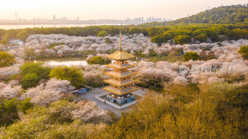 武汉东湖樱园五重塔与盛开的樱花